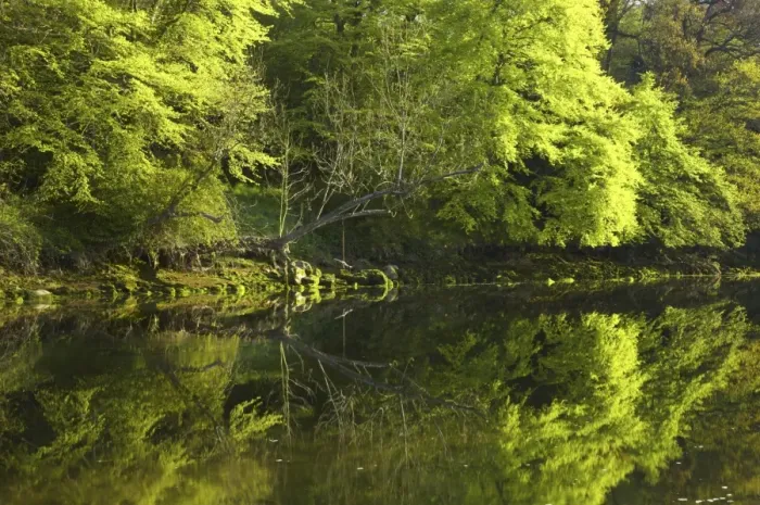 Framed Print : England, Northumberland, Warkworth. Spring foliage, reflected in the still waters of the River Coquet in Warkworth Village, located near the Northumberland
