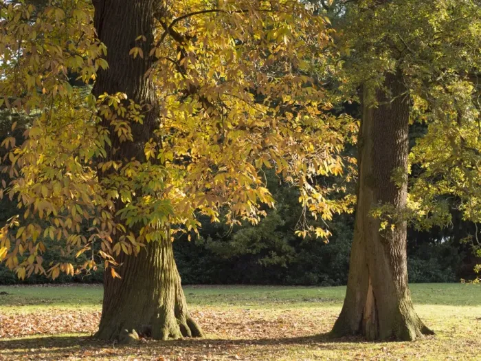 Framed Print : England, Nottinghamshire, Clumber Park