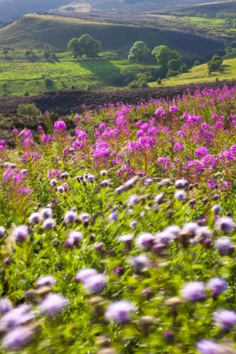 Framed Print : England, Staffordshire, Peak District National Park. Wild flowers and summer heather on moorland near the Roaches in the Peak District