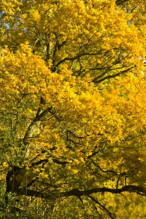 Framed Print : England, Tyne & Wear, Newcastle Upon Tyne. The autumn colours of trees in Jesmond Dene Framed Print : England, Tyne & Wear, Newcastle Upon Tyne. The autumn colours of trees in Jesmond Dene