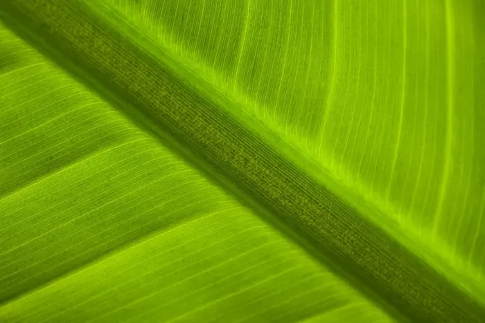 Framed Print : England, Tyne & Wear, Sunderland Winter Gardens. Detail shot of a palm leaf in the Sunderland Winter