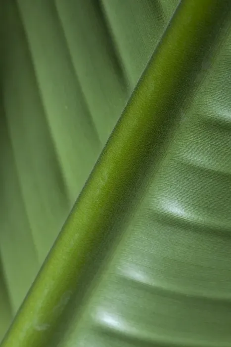 Framed Print : England, Tyne & Wear, Sunderland Winter Gardens. Detail shot of a palm leaf in the Sunderland Winter