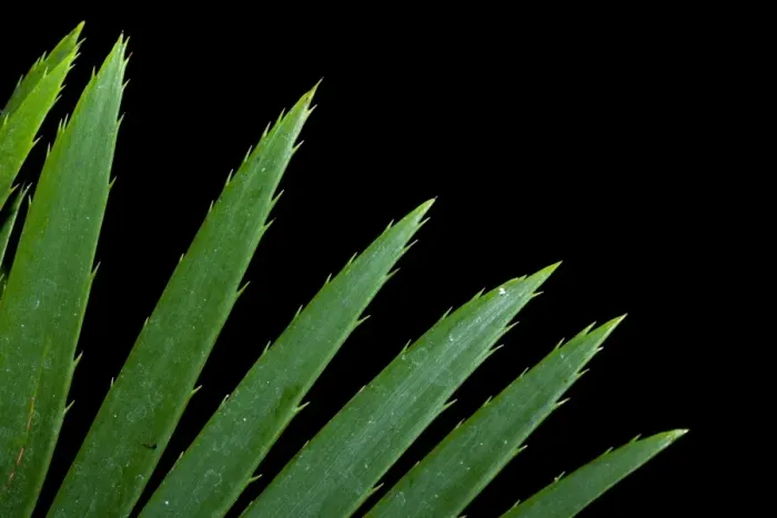 Framed Print : England, Tyne & Wear, Sunderland Winter Gardens. Detail shot of a leaf of a tropical plant growing in the Sunderland