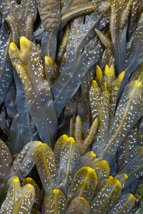 Framed Print : England, Tyne and Wear, Whitley Bay. Detail shot of Sea Kelp and Sea Weed found along the beach on the shore of the North