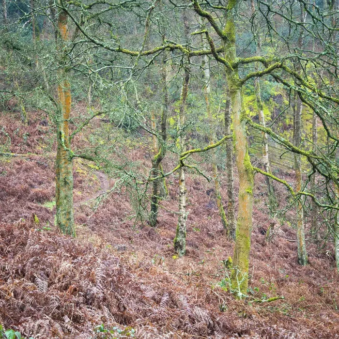 Framed Print : England, West Midlands, Kinver Edge