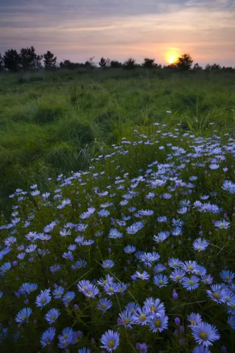 Framed Print : Flowering Michaelmas Daisies photographed at sunset in the Rising Sun Country Park
