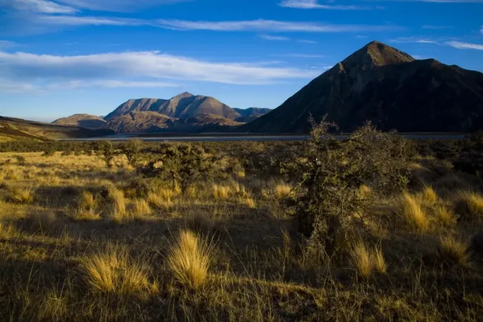 Framed Print : New Zealand, Canterbury, Arthurs Pass National Park. Native bush growing on the Waimakariri River flats, surrounded by the peaks of Framed Print : New Zealand, Canterbury, Arthurs Pass National Park. Native bush growing on the Waimakariri River flats, surrounded by the peaks of