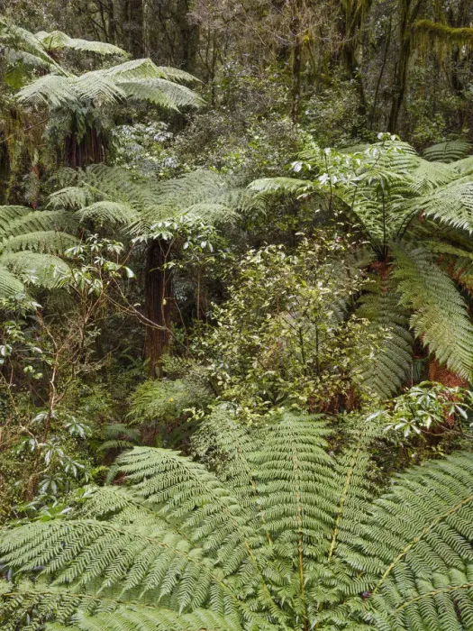 Framed Print : New Zealand, South Island, Fiordland National Park