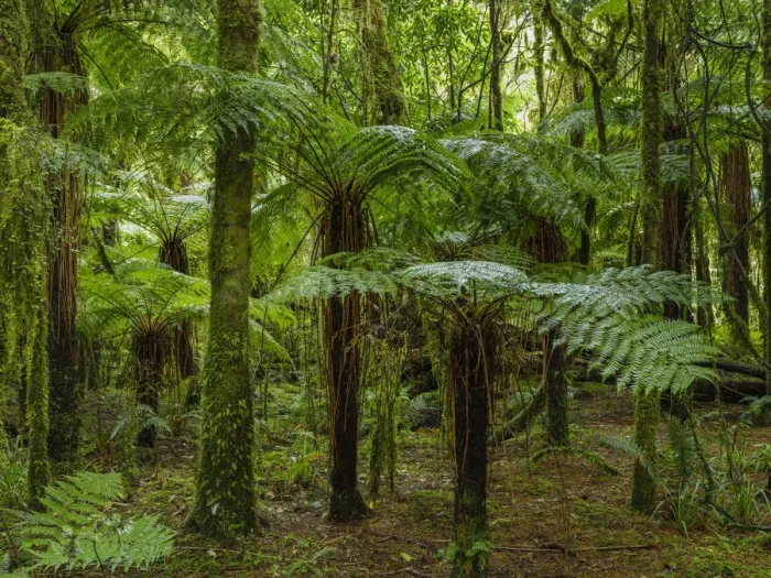 Framed Print : New Zealand, South Island, Mount Aspiring National Park