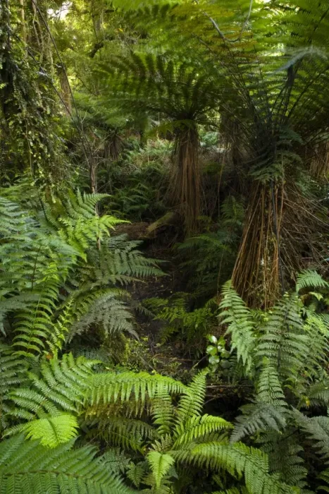 Framed Print : New Zealand, Southland, The Catlins. Dense native bush on a tramping trail through the Catlins Forest Park near the town Framed Print : New Zealand, Southland, The Catlins. Dense native bush on a tramping trail through the Catlins Forest Park near the town