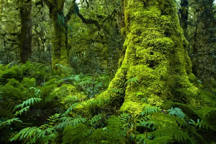 Framed Print : New Zealand, Southland, Fiordland National Park