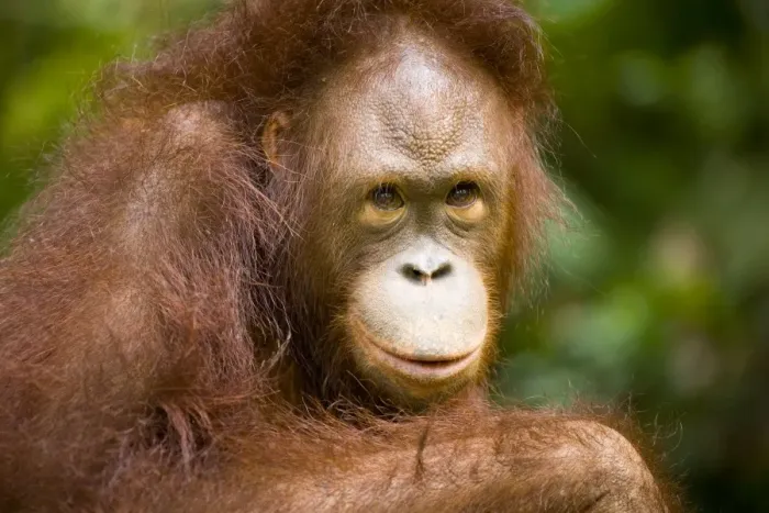 Framed Print : Sabah Malaysia, Borneo, Orang Utan Framed Print : Sabah Malaysia, Borneo, Orang Utan
