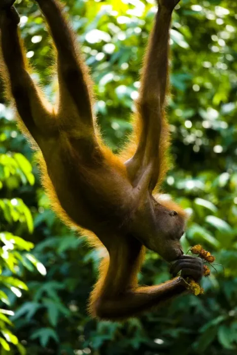 Framed Print : Sabah Malaysia, Borneo, Orang Utan Framed Print : Sabah Malaysia, Borneo, Orang Utan
