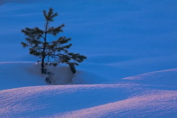 Framed Print : Scotland, Scottish Highlands, Abernethy. Single Fir Tree surrounded by drifting snow in the Cairngorms Framed Print : Scotland, Scottish Highlands, Abernethy. Single Fir Tree surrounded by drifting snow in the Cairngorms
