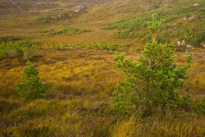 Framed Print : Scotland, Scottish Highlands, Bad na Sgalag Pinewood. Young trees planted as part of the Scotland