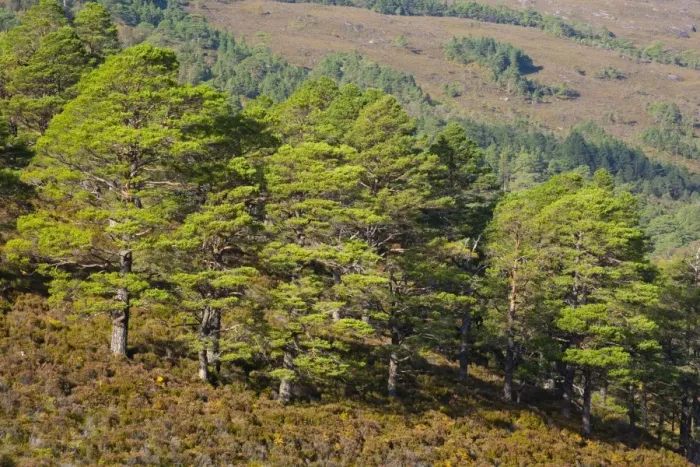 Framed Print : Scotland, Scottish Highlands, Beinn Eighe NNR. Scotch Pines, remnants of the great Caledonian forest which once covered the Scottish highlands from coast