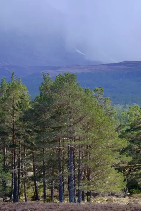 Framed Print : Scotland, Scottish Highlands, Cairngorms National Park Framed Print : Scotland, Scottish Highlands, Cairngorms National Park