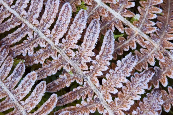 Framed Print : Scotland, Scottish Highlands, Cairngorms National Park. Frost covered ferns
