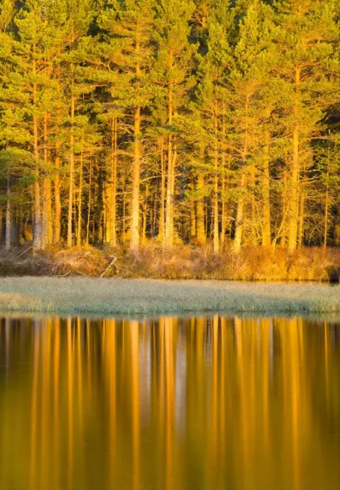 Framed Print : Scotland, Scottish Highlands, Cairngorms National Park. Woodland reflected on the still waters of Loch Milton near Boat