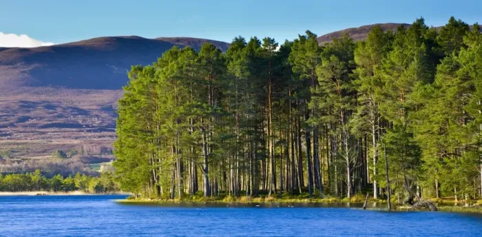 Framed Print : Scotland, Scottish Highlands, Cairngorms National Park. Loch Garten fringed by the Abernethy Forest Framed Print : Scotland, Scottish Highlands, Cairngorms National Park. Loch Garten fringed by the Abernethy Forest