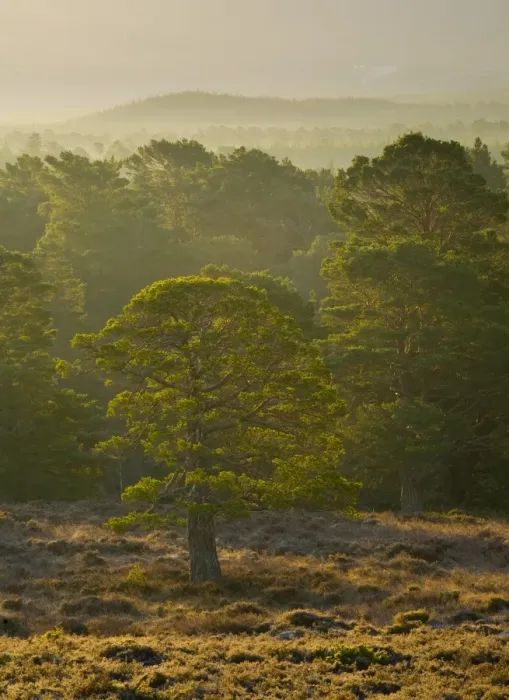 Framed Print : Scotland, Scottish Highlands, Cairngorms National Park. Mist rising at dawn over the Caledonian Forest of the Rothiemurchus estate, in the Cairngorms