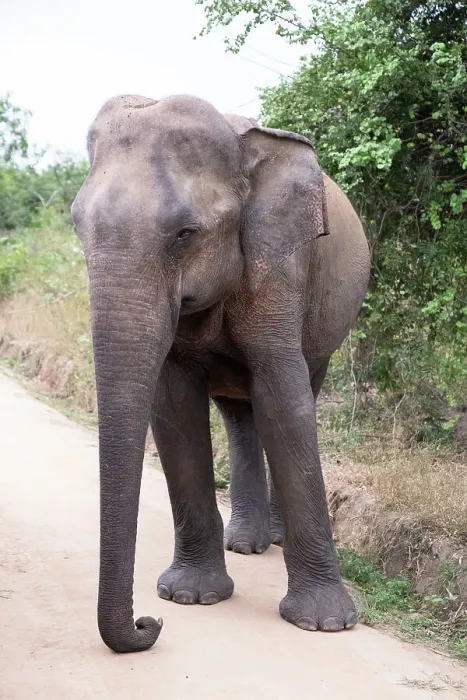 Framed Print : Sri Lanka, Ratnapura District, Udawalawa National Park