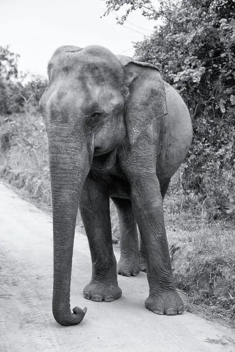 Framed Print : Sri Lanka, Ratnapura District, Udawalawa National Park