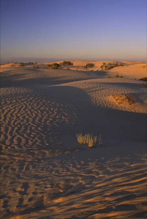 Framed Print : TUNISIA, Zaafrane, Sahara Desert