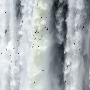Iguazu Falls Print - Flocks of Birds in Flight Iguazu Falls Print - Flocks of Birds in Flight