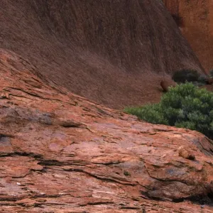 Uluru National Park Print