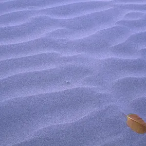 Hinchinbrook Island National Park Print: Sand Ripples with Lone Leaf