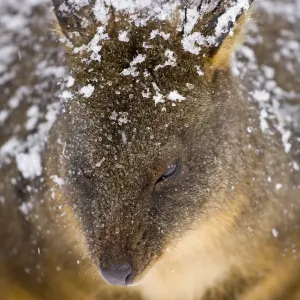 Tasmanian Pademelon Print - Cradle Mt Lake St Clair National Park