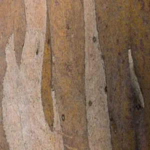 Cradle Mt Gumtree Bark Print