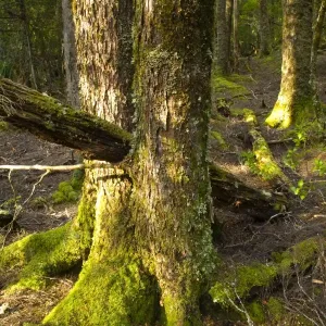 Australia Print - Cradle Mt Lake St Clair National Park Native Bush
