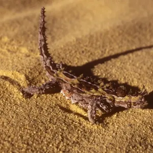 Kalbarri National Park Thorny Devil Lizard Print