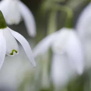 Scotland, Edinburgh, Royal Botanic Garden Edinburgh