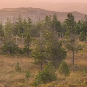 Scotland, The Isle of Lewis, Aline Community Woodland