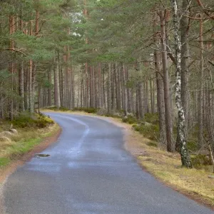Scotland, Scottish Highlands, Cairngorms National Park