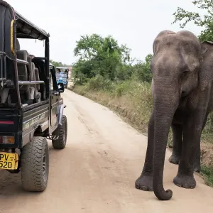 Sri Lankan Elephant Print
