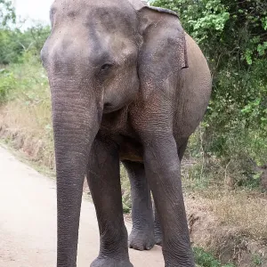 Udawalawa National Park Sri Lankan Elephant Print
