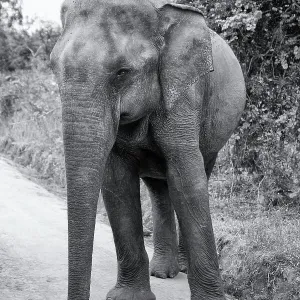 Sri Lankan Elephant Print