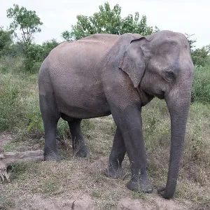 Udawalawa National Park Elephant Print