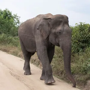 Sri Lankan Elephant Print