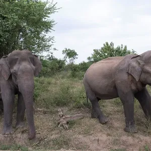 Sri Lankan Elephant Print