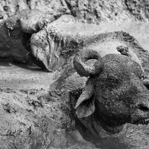 Udawalawa National Park Water Buffalo Print