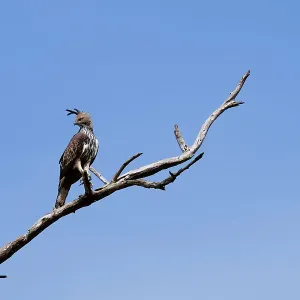 Sri Lanka, Ratnapura District, Udawalawa National Park