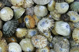 Tyne Book Prints: A collection of Seashells, photographed near to St Marys Island