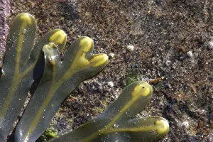 Tyne Book Prints: The contrasting colours of seaweed against rocks on the north tyneside coast