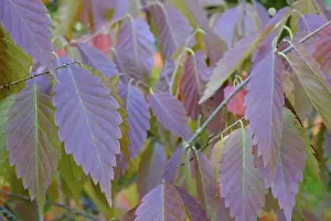 England, County Durham, East Durham College Arboretum