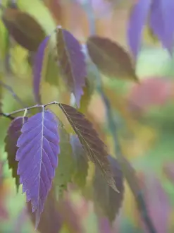 England, County Durham, East Durham College Arboretum